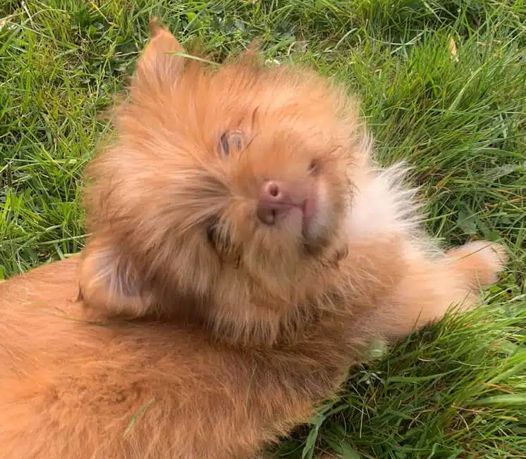 Bubble chef for sikkerhed bg