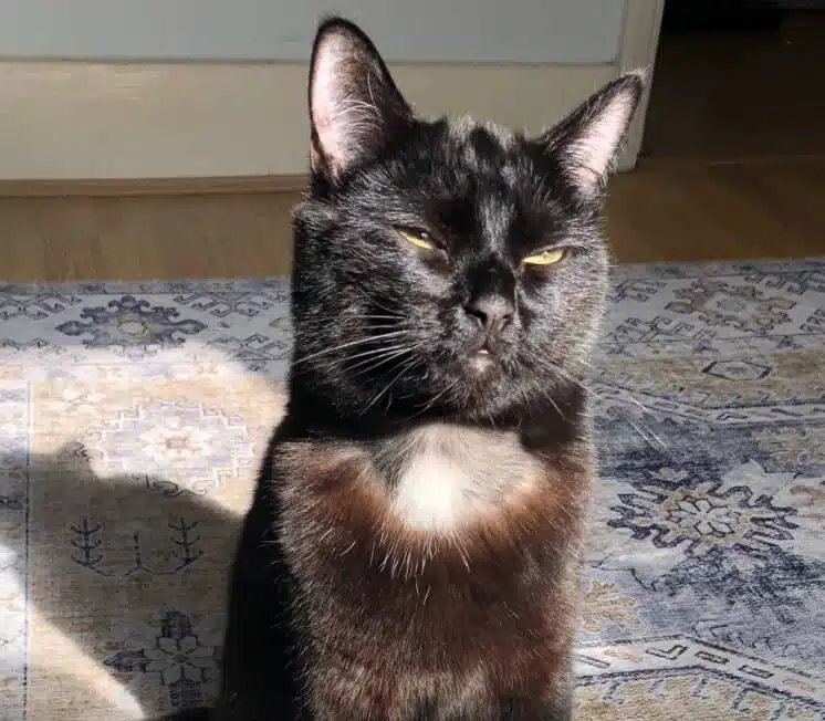 bruno chef for catvertising