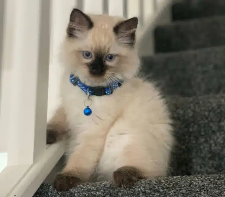 freddie leder af messeudvikling bg