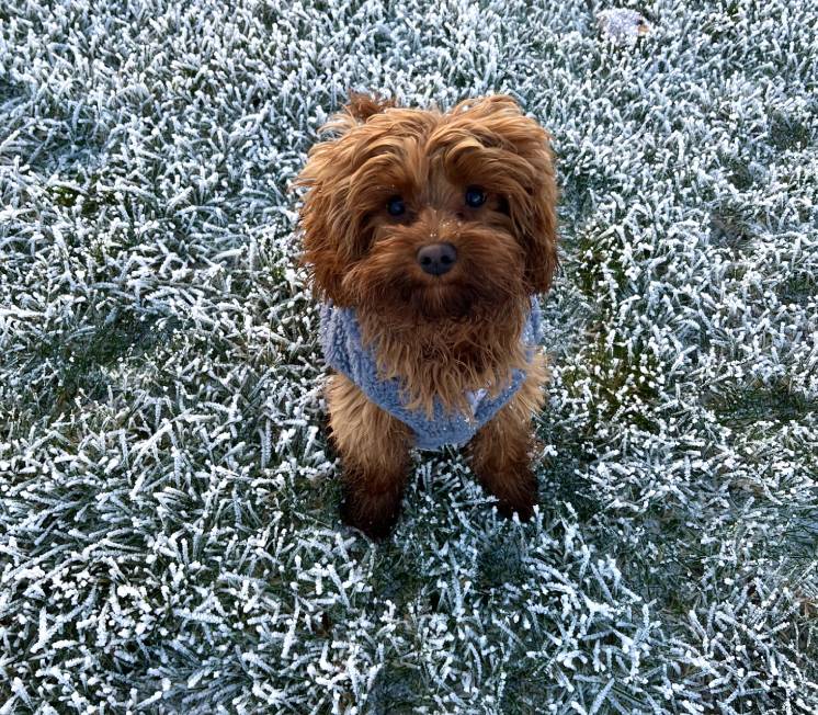 teddy